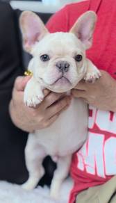 FRENCH BULLDOG PUPPIES FB276🌻Cute Puppy  Male