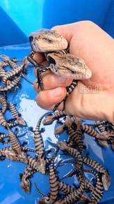 (Baby) Halmahera Blue Tongue Skink