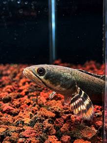Channa Blue Pulchra