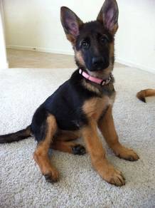 GS9000 German Shepherd puppies #MKA