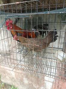 Sepasang ayam hutan
