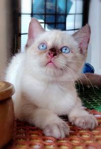 British Shorthair Kitten