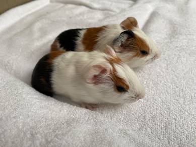 Guinea Pigs