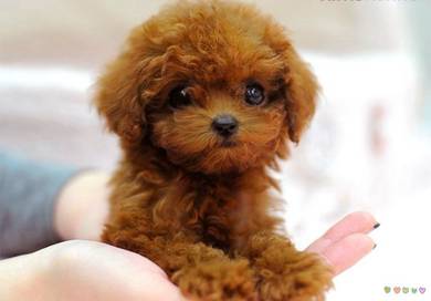 Maltipoo