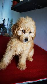 Cavapoo available now 