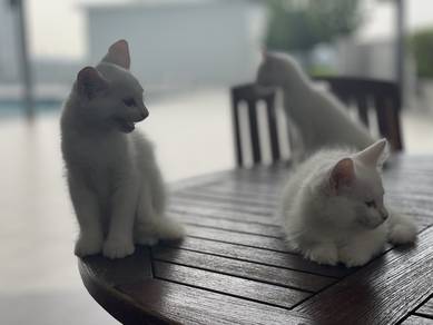 3 Pearly White Mainecoon Kittens
