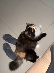 Persian mix DLH