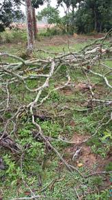 kayu api (percuma)