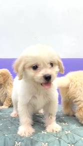 Goldendoodle miniature