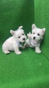West Highland White Terrier 标准刚毛西高地 批发价