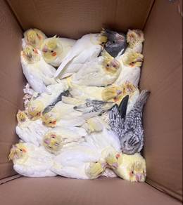 bird burung cockatiels