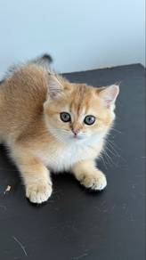 bsh golden kitten
