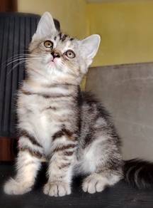 American Shorthair kitten