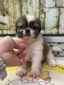 Shih tzu 
