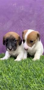 Jack Russell puppies