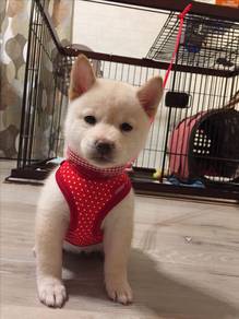 DIIS990 Shiba Inu white cream haired puppies
