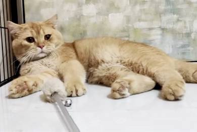 British short hair shorthair bsh golden kucing