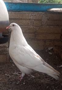 merpati giant runt