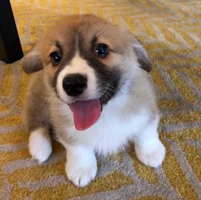 Bubbly Corgi Short Leg Puppy Baby Puppy