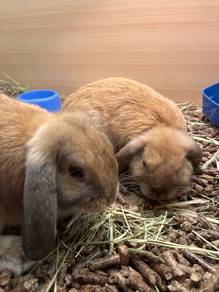 Rabbit for Sale