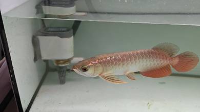 Arowana golden head