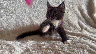 Maine coon