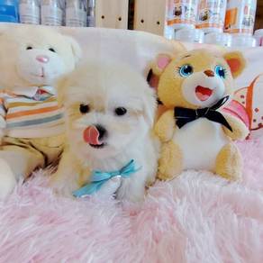 Maltese