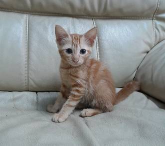 free kitten for adoption urgent