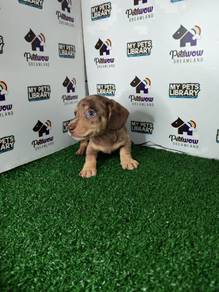 Miniature Dachshund dapple girl