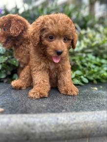 toy poodle 2