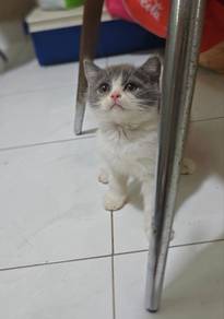 bsh bi colour 