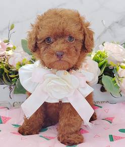 Poodle