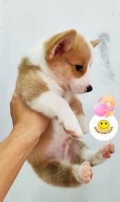 KL-100911 beautiful welsh corgi puppy dog