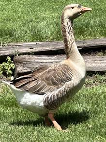 Toulouse Hybrid Angsa Betina