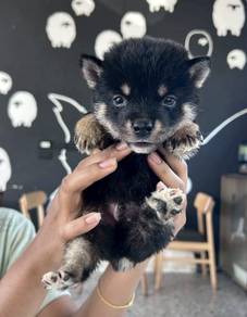 SHIBA INU PUPPIES S33🐻 Adorable Shiba Male-Female