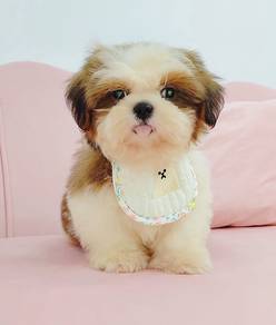 Shih Tzu