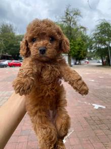 Red Poodle puppy for rehomed