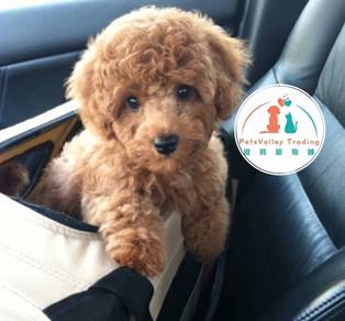 POODLE toy