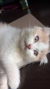 Scottish Fold