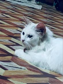 baka bsh
