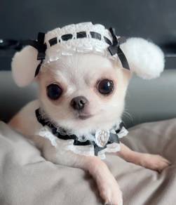 Chihuahua