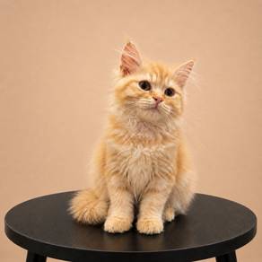 Persian Mainecoon
