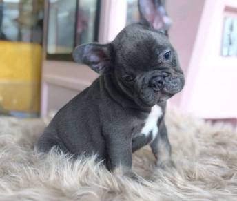 FRENCH BULLDOG PUPPIES VIP179🌻Cute & Healthy