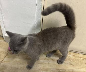 british short hair male blue