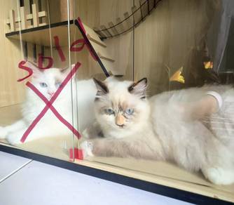 Princess-Like Female Ragdoll for sale