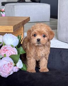 maltipoo 