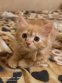 American curl mix dlh