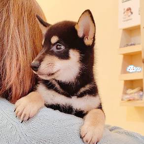 Shiba