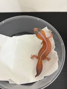 african fat tail gecko