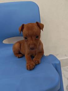 Limited Edition! Red Miniature Pinscher 1005D